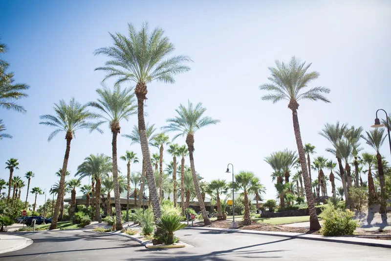 Entrance drive lined on both sides with tall palms and low desert planting