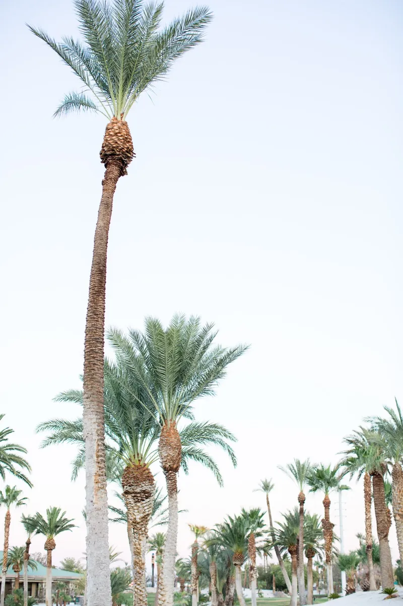 A single tall palm shot from below against a pale open sky
