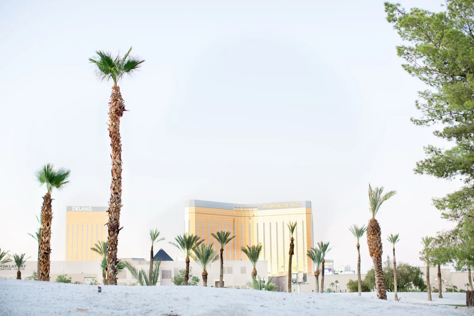 Palms in white sand with the gold Mandalay Bay and Delano towers and the tip of the Luxor pyramid behind