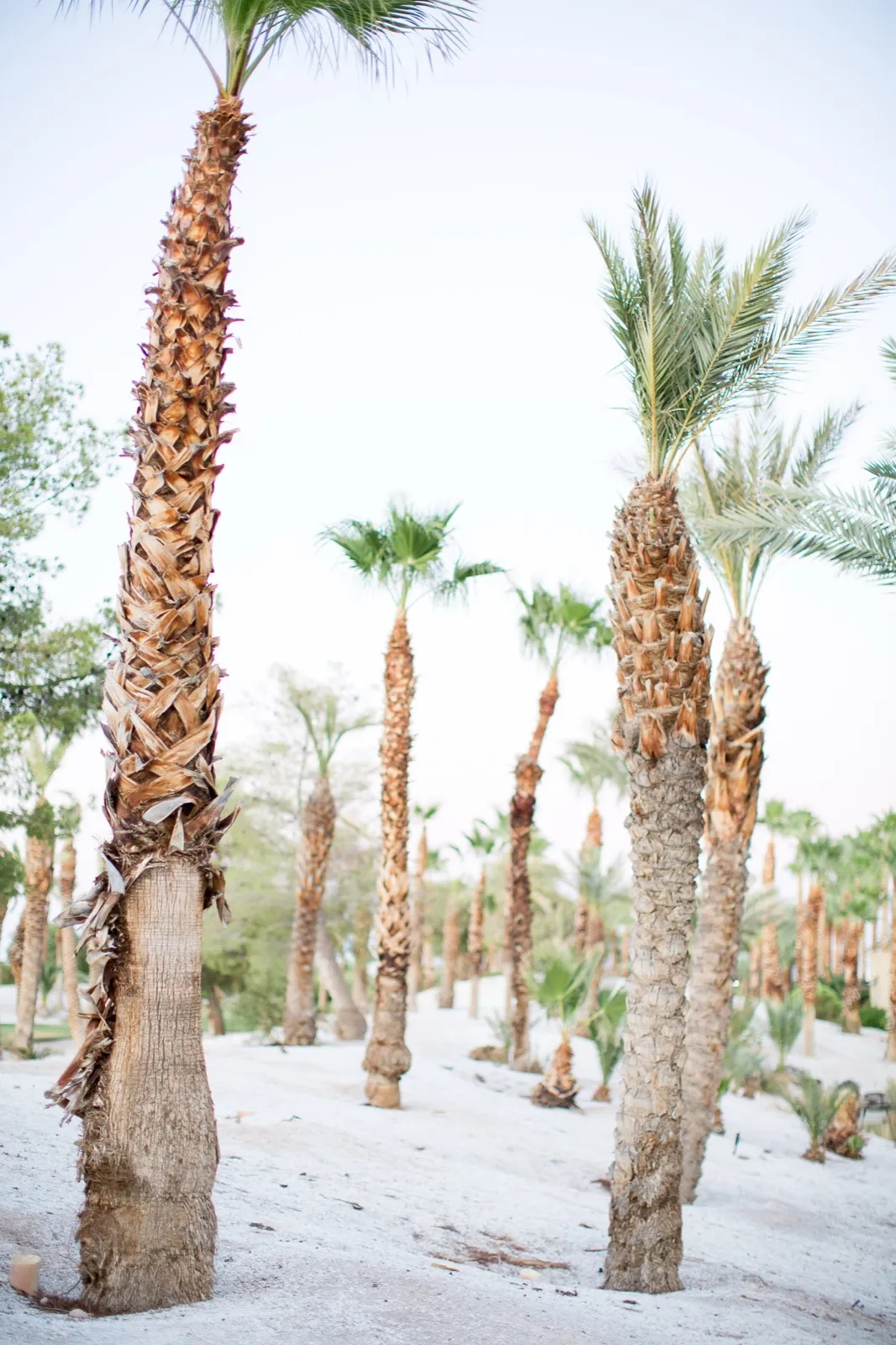Tall bare palm trunks spaced far apart across bright white sand, casting almost no shade