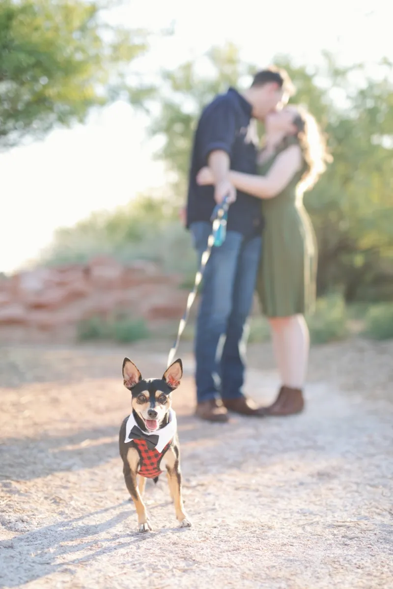 Small black and tan dog in a bow tie harness standing on a gravel trail while the couple kisses out of focus behind him