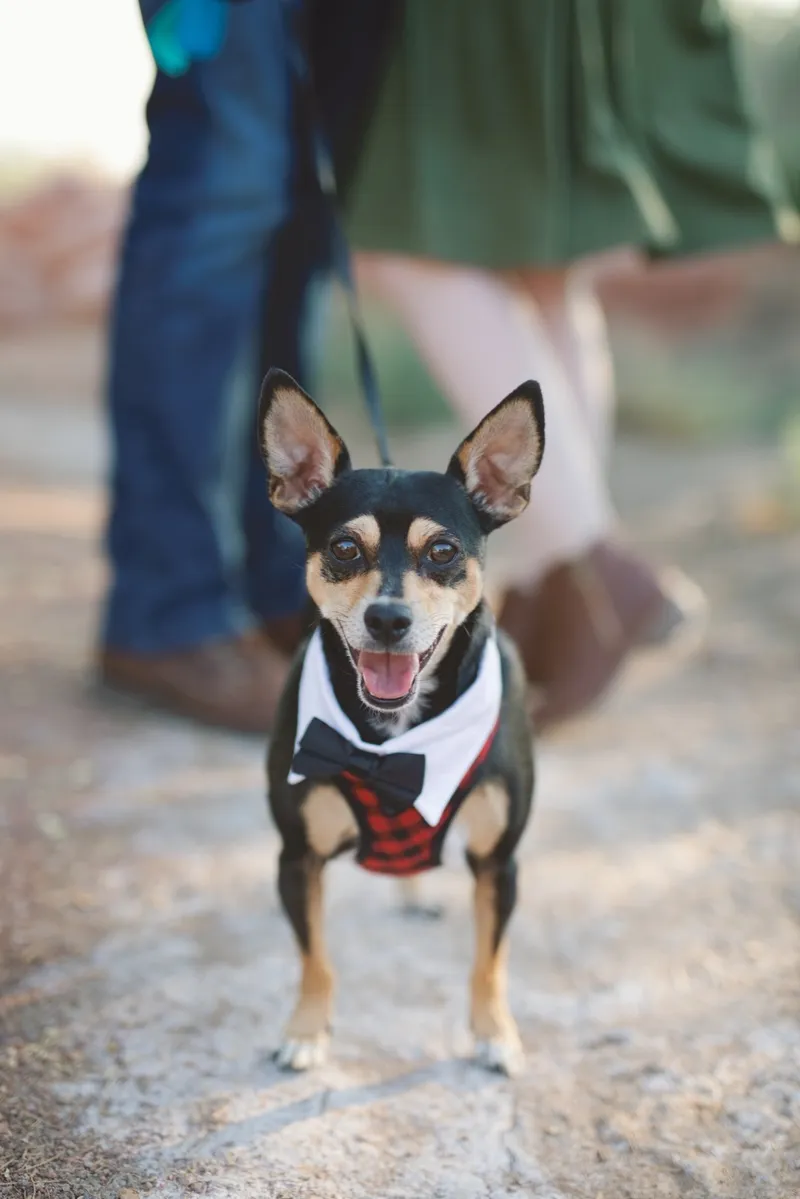Close up of the couple's dog on the trail with his ears up and his mouth open, wearing a white collar and a black bow tie
