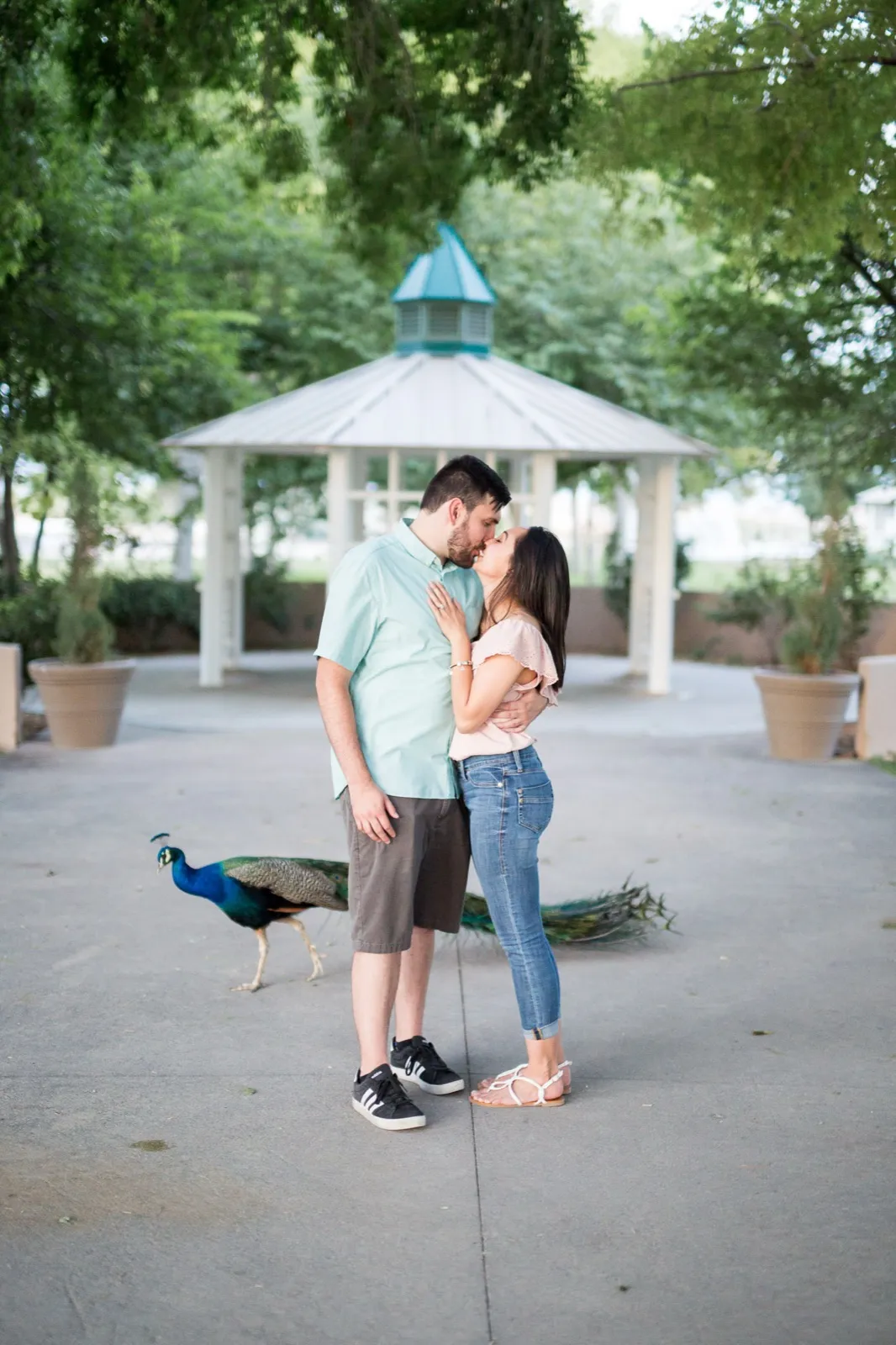 A couple kiss in front of a white park gazebo while a peacock walks along the path behind them