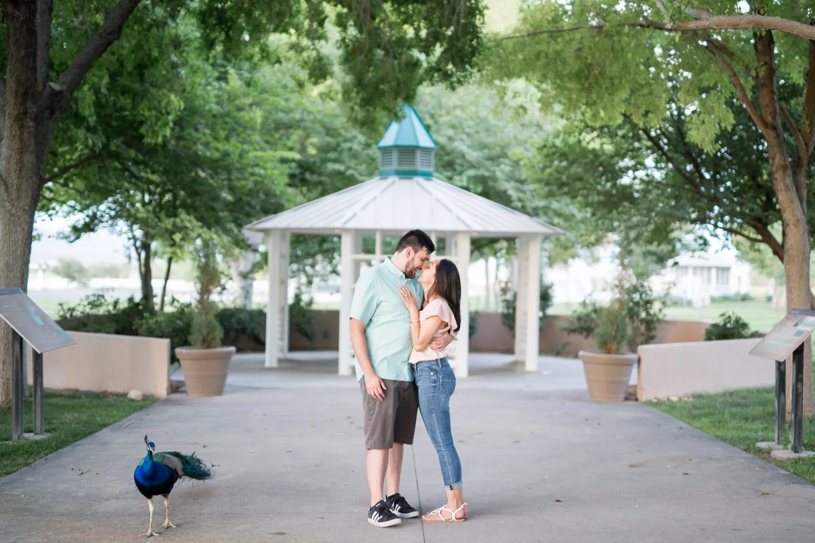 Couple kissing on a wide paved path in front of a white park gazebo with a peacock walking toward them